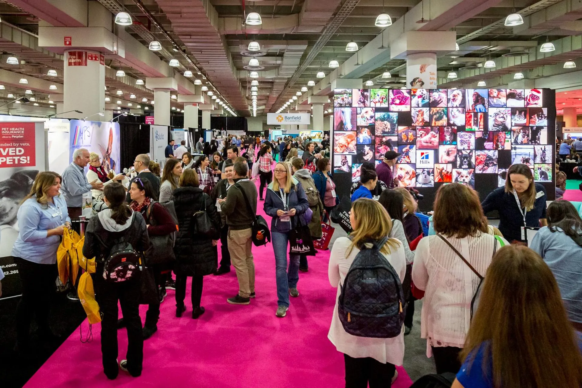 Chicago Vet 2023 solltest du gehen?