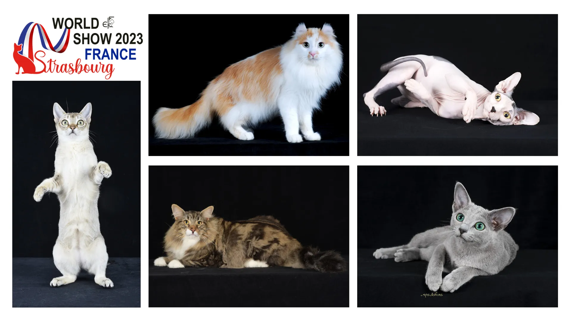 World Cat Show 2023 2025