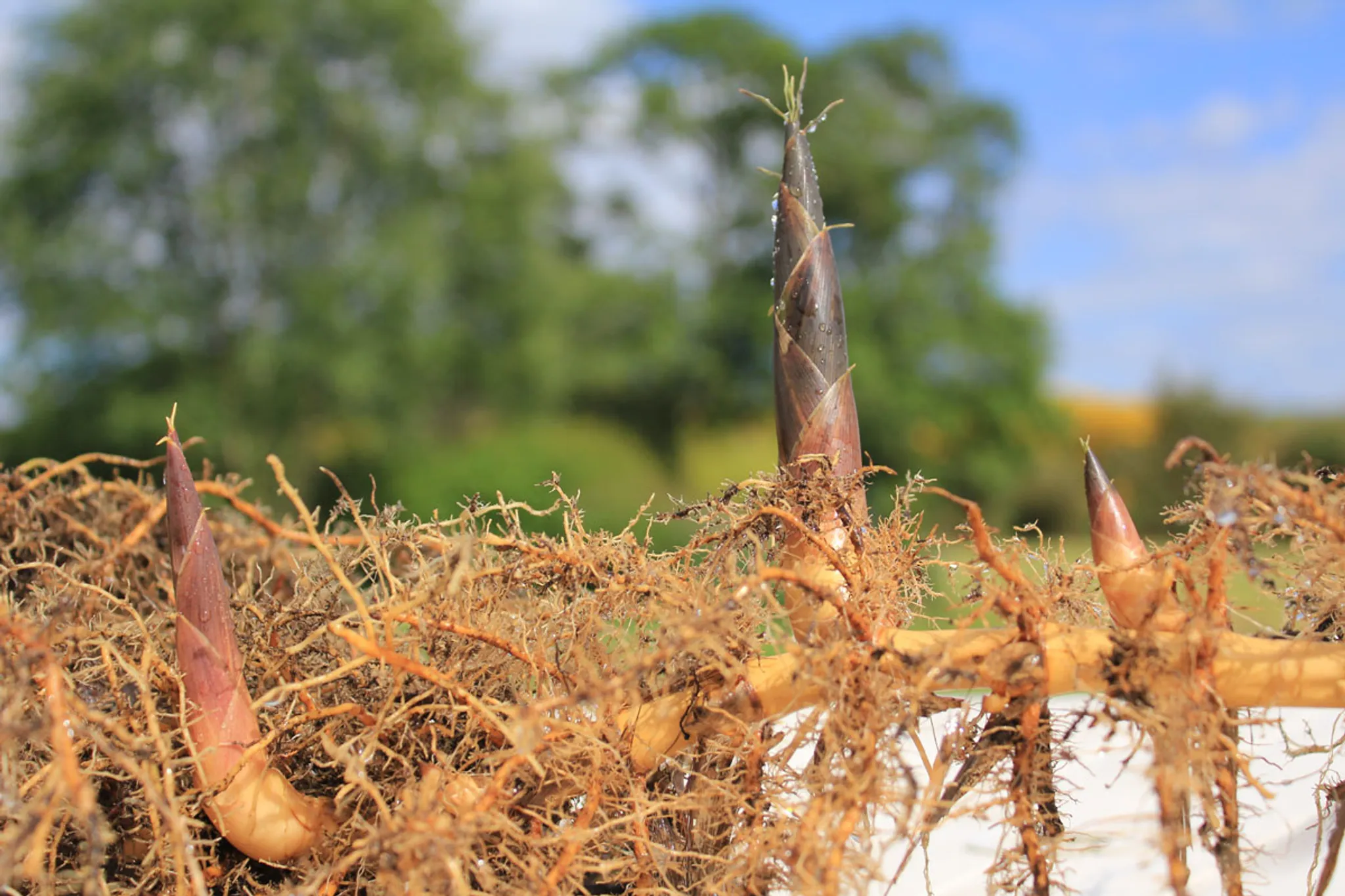 Des rhizomes de bambou