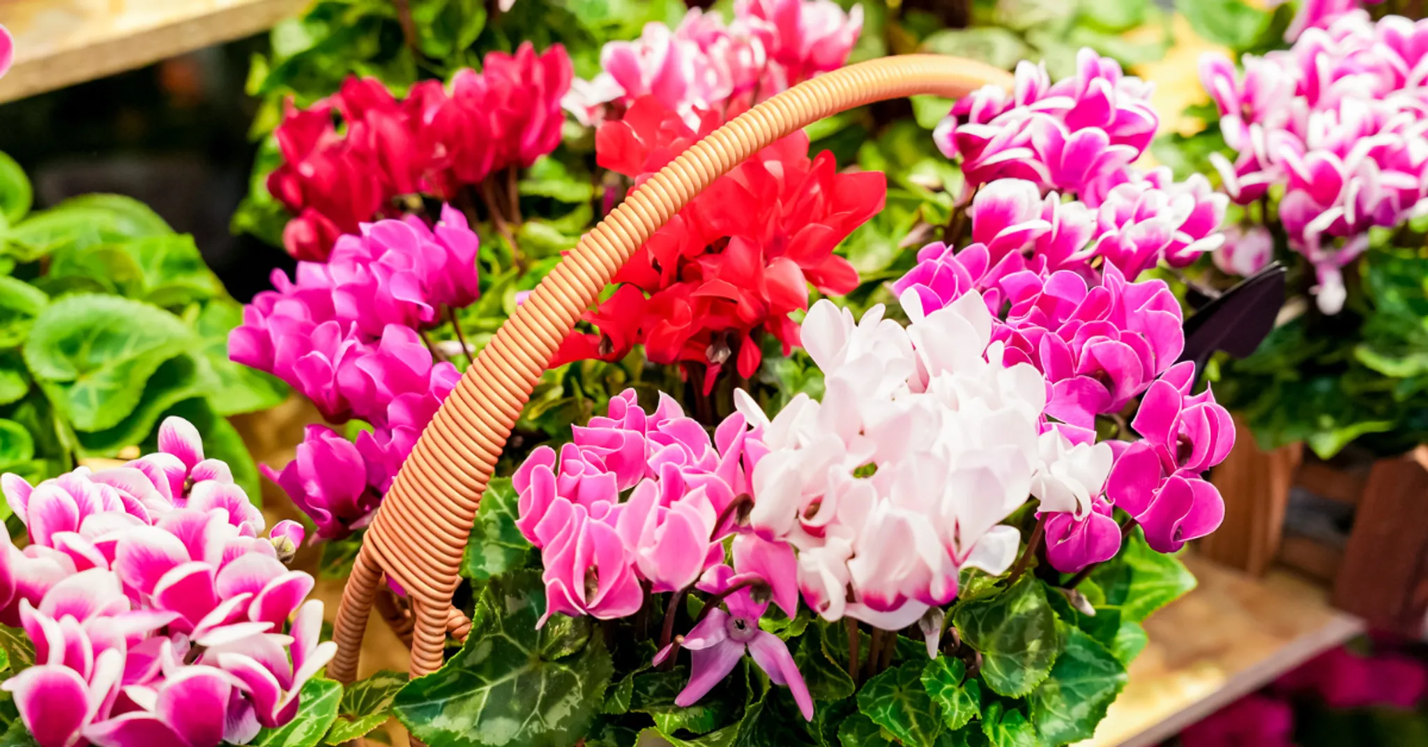 The 23rd Kunming International Flower Expo of China & IFEX Kunming International Flowers & Plants Expo
