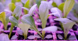 The 23rd Kunming International Flower Expo of China & IFEX Kunming International Flowers & Plants Expo